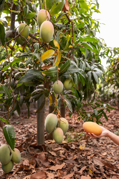 Cac Mango Aam Grafted Healthy Fruit Plant
