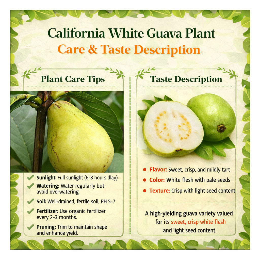 California White Guava Air Layered Healthy Fruit Plant