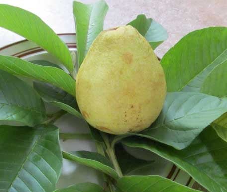 California White Guava Air Layered Healthy Fruit Plant