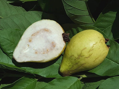California White Guava Air Layered Healthy Fruit Plant