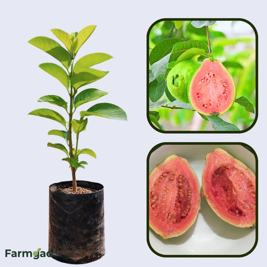 Calvillo Rosa Guava  Air Layered Healthy Fruit Plant