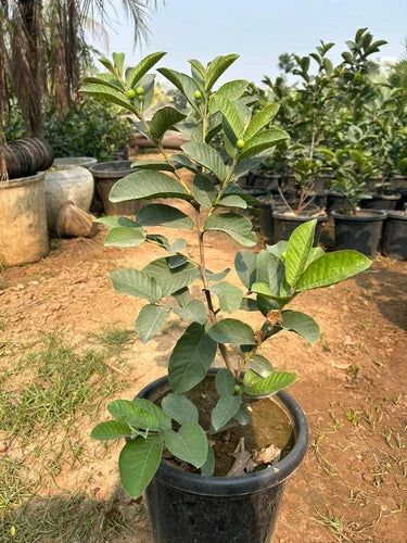 Calvillo Rosa Guava  Air Layered Healthy Fruit Plant