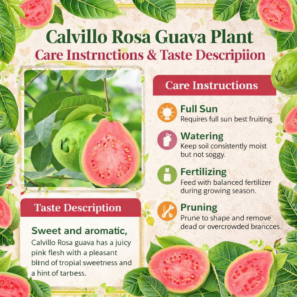 Calvillo Rosa Guava  Air Layered Healthy Fruit Plant