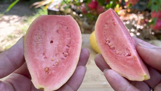 Calvillo Rosa Guava  Air Layered Healthy Fruit Plant