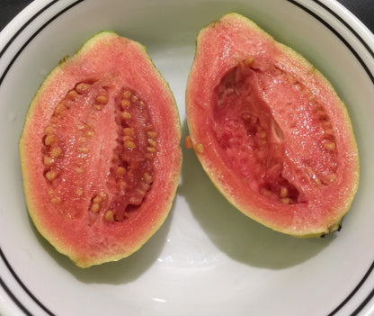 Calvillo Rosa Guava  Air Layered Healthy Fruit Plant