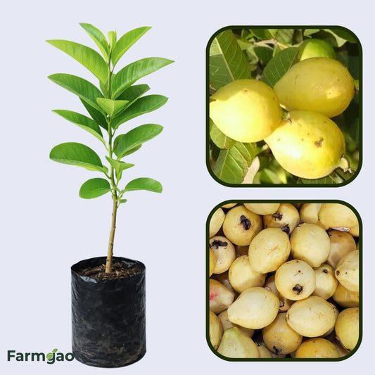 Calvillo Siglo XXI Guava  Air Layered Healthy Fruit Plant