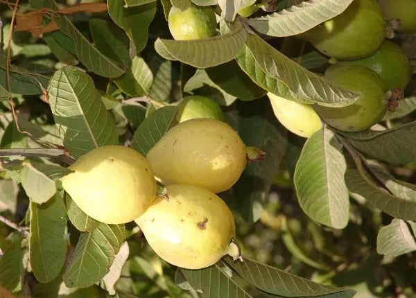 Calvillo Siglo XXI Guava  Air Layered Healthy Fruit Plant