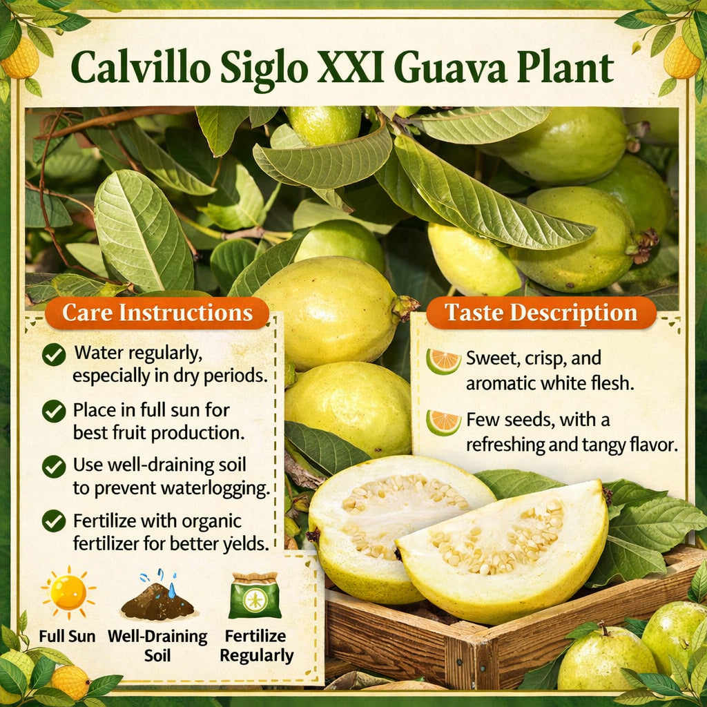 Calvillo Siglo XXI Guava  Air Layered Healthy Fruit Plant