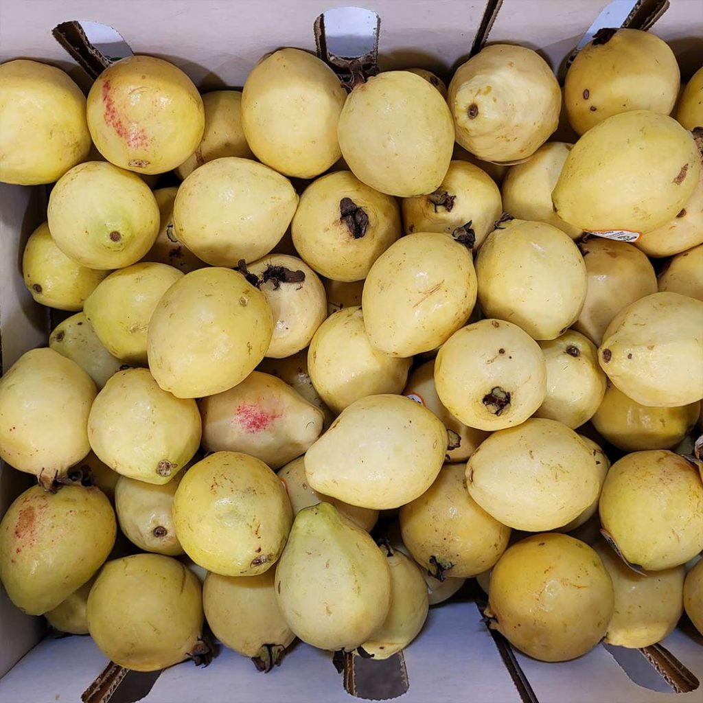 Calvillo Siglo XXI Guava  Air Layered Healthy Fruit Plant