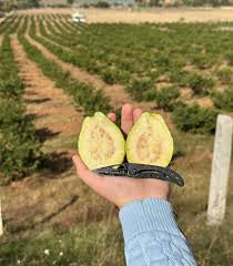 Calvillo Siglo XXI Guava  Air Layered Healthy Fruit Plant