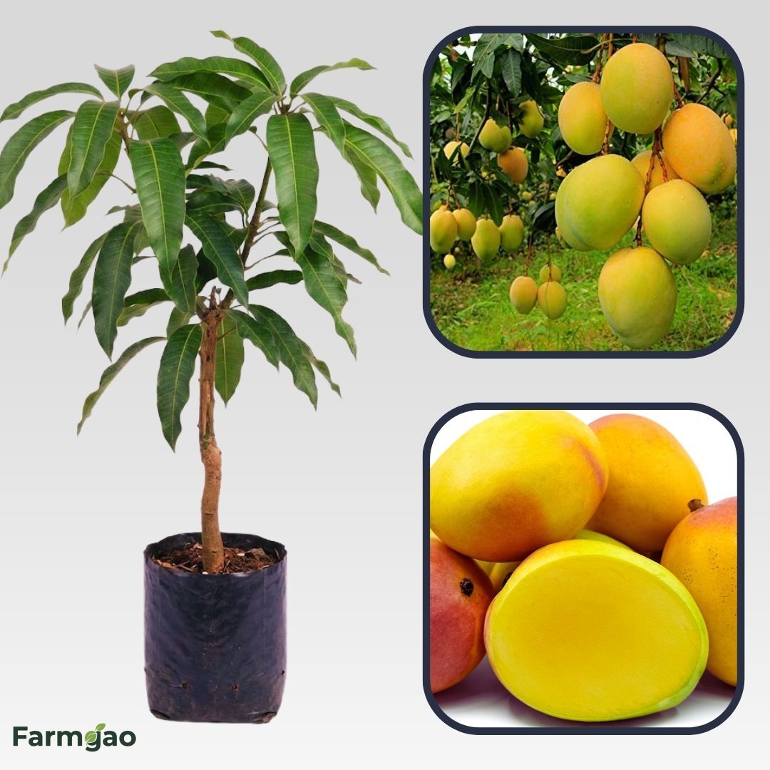 Calypso Mango Aam Grafted Healthy Fruit Plant