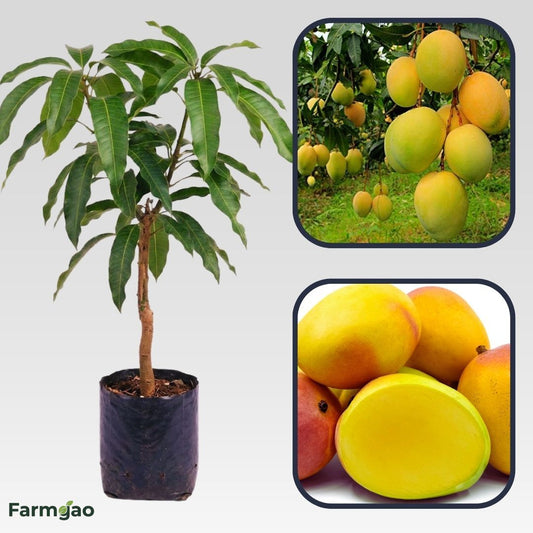 Calypso Mango Aam Grafted Healthy Fruit Plant