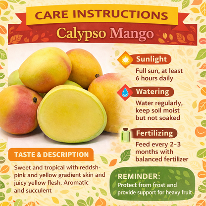 Calypso Mango Aam Grafted Healthy Fruit Plant