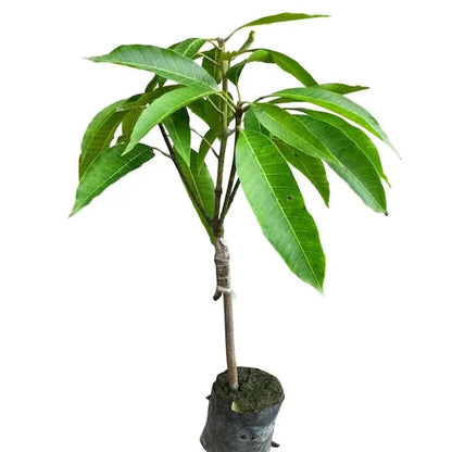 Calypso Mango Aam Grafted Healthy Fruit Plant