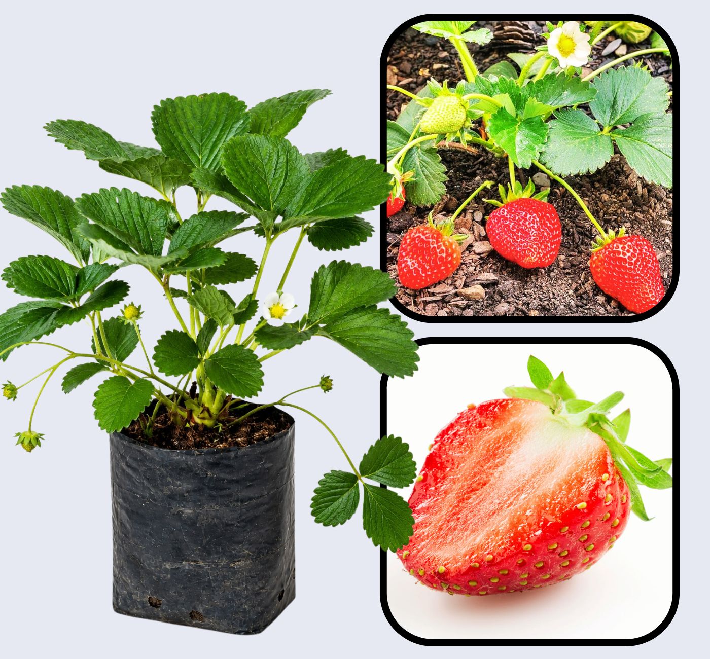 Camarosa Strawberry Healthy Sweet Home Garden Kitchen Garden Terrace Balcony Fruit Plant