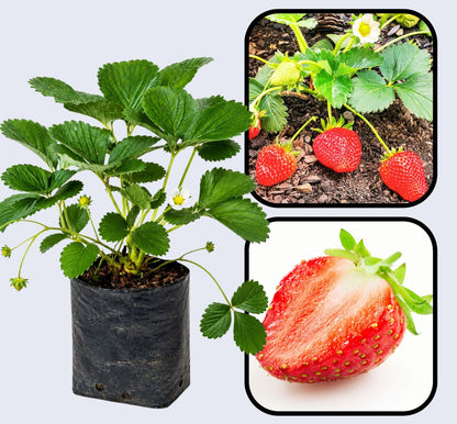 Delmarvel Strawberry Healthy Sweet Home Garden Kitchen Garden Terrace Balcony Fruit Plant