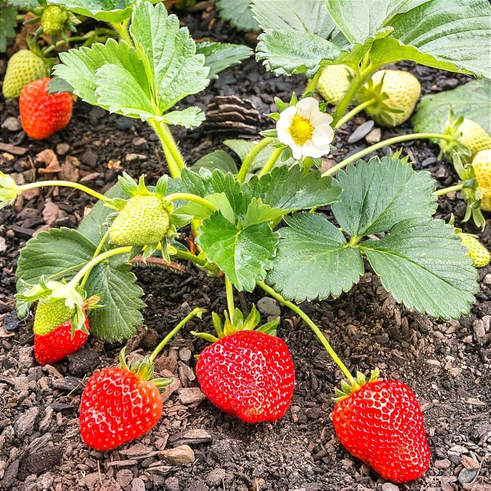 Camarosa Strawberry Healthy Sweet Home Garden Kitchen Garden Terrace Balcony Fruit Plant