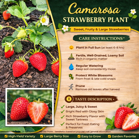Camarosa Strawberry Healthy Sweet Home Garden Kitchen Garden Terrace Balcony Fruit Plant