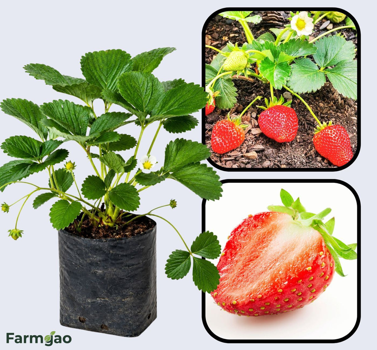 Camarosa Strawberry Healthy Sweet Home Garden Kitchen Garden Terrace Balcony Fruit Plant