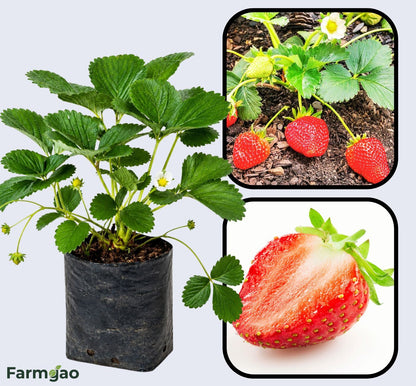 Camarosa Strawberry Healthy Sweet Home Garden Kitchen Garden Terrace Balcony Fruit Plant