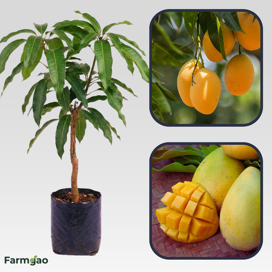 Cambodiana Mango Aam Grafted Healthy Fruit Plant