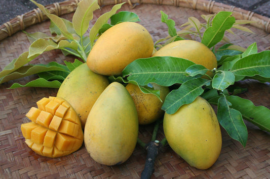 Cambodiana Mango Aam Grafted Healthy Fruit Plant