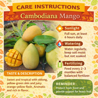 Cambodiana Mango Aam Grafted Healthy Fruit Plant