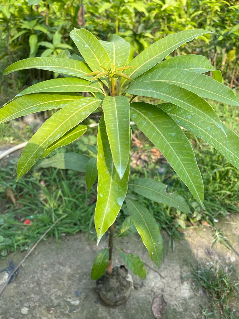 Cambodiana Mango Aam Grafted Healthy Fruit Plant