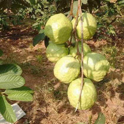 Campinas Guava Air Layered Healthy Fruit Plant