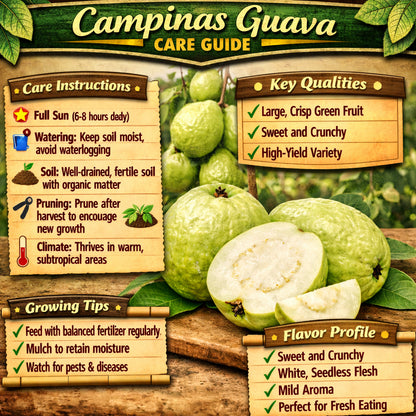Campinas Guava Air Layered Healthy Fruit Plant