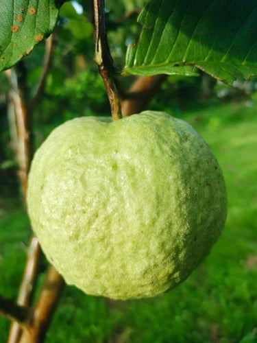Campinas Guava Air Layered Healthy Fruit Plant