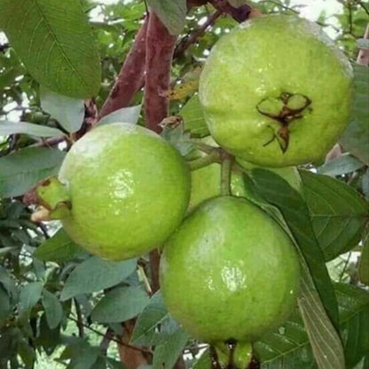Campinas Guava Air Layered Healthy Fruit Plant