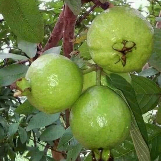 Campinas Guava Air Layered Healthy Fruit Plant