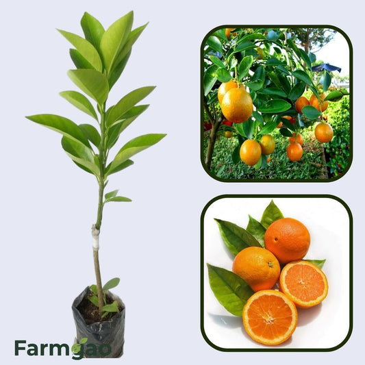 Capola Clementine Orange Grafted Healthy Fruit Plant