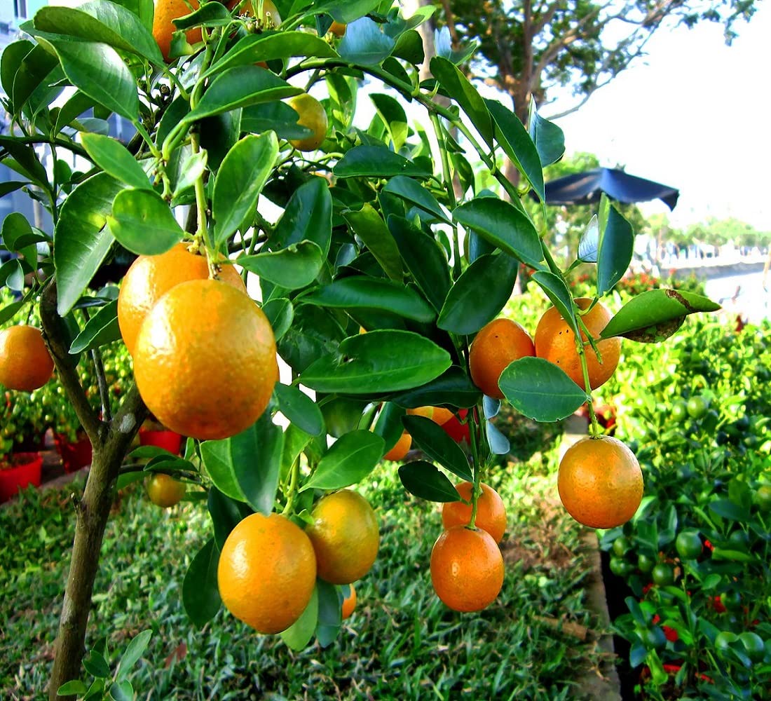 Capola Clementine Orange Grafted Healthy Fruit Plant
