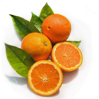 Capola Clementine Orange Grafted Healthy Fruit Plant