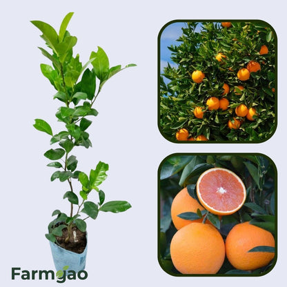 Cara Cara Navel Orange Grafted Healthy Fruit Plant