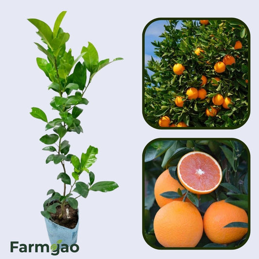 Cara Cara Navel Orange Grafted Healthy Fruit Plant