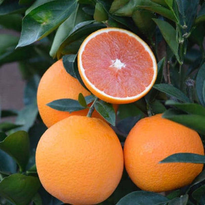 Cara Cara Navel Orange Grafted Healthy Fruit Plant