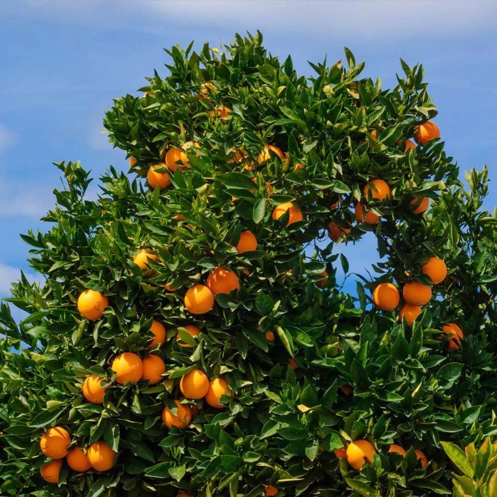 Cara Cara Navel Orange Grafted Healthy Fruit Plant