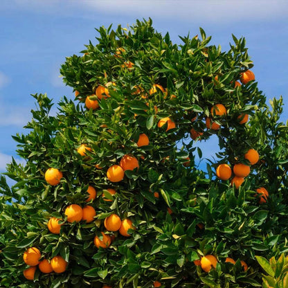 Cara Cara Navel Orange Grafted Healthy Fruit Plant