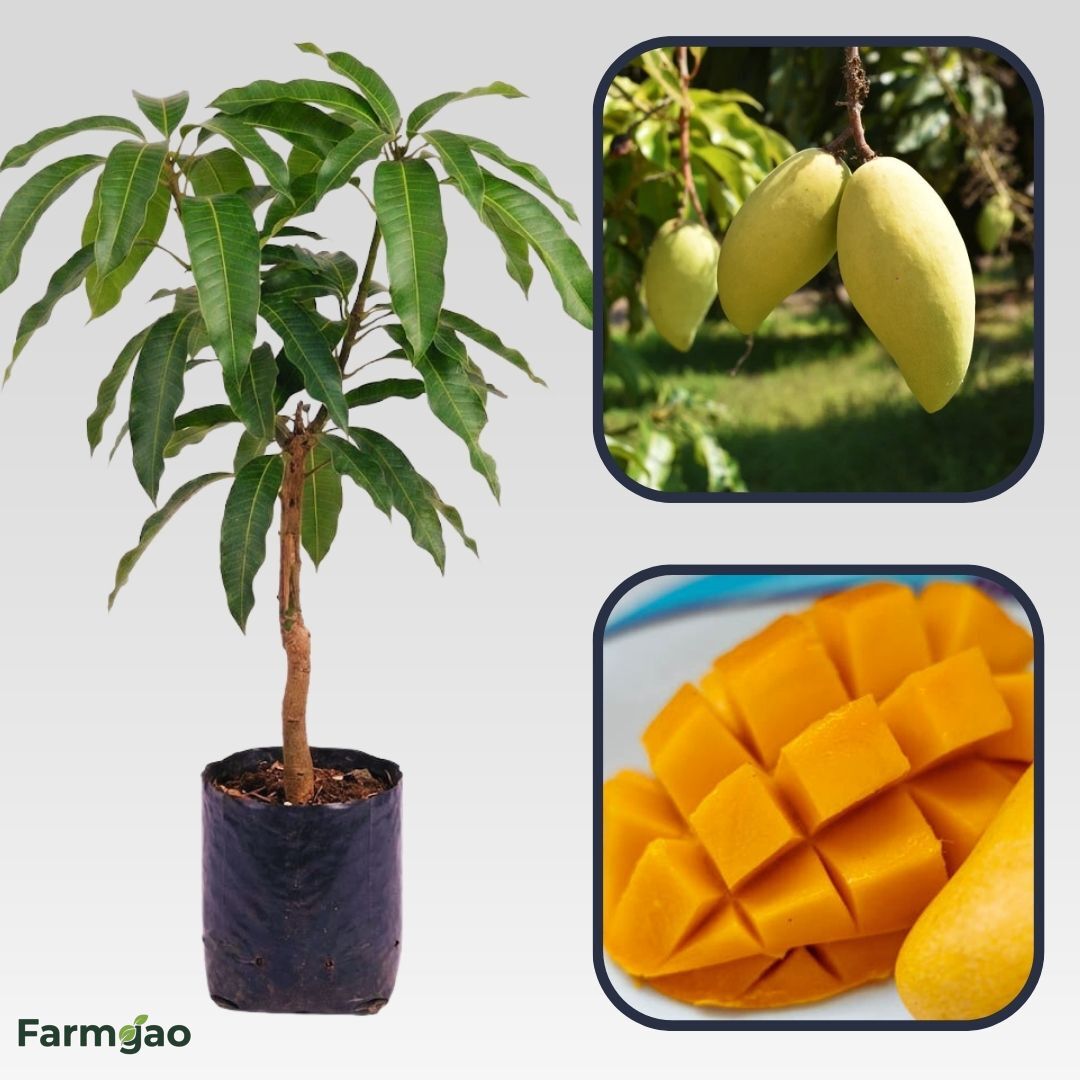 Carabao Philippine Mango Aam Grafted Healthy Fruit Plant