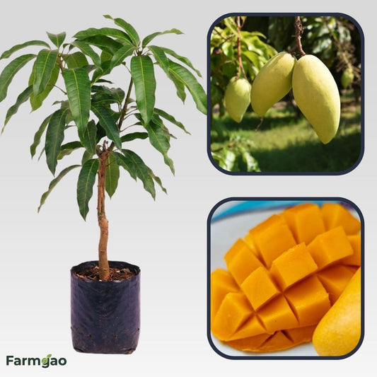 Carabao Philippine Mango Aam Grafted Healthy Fruit Plant