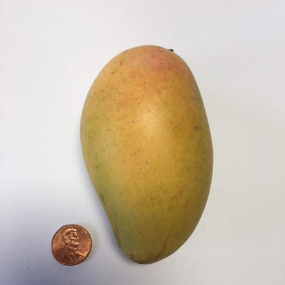 Carabao Philippine Mango Aam Grafted Healthy Fruit Plant