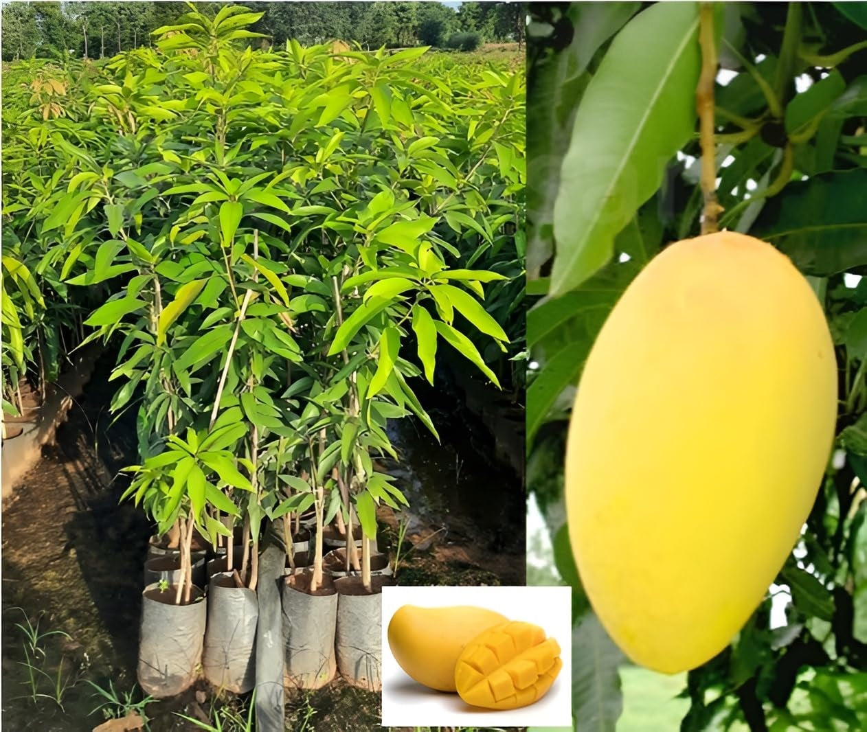 Carabao Philippine Mango Aam Grafted Healthy Fruit Plant