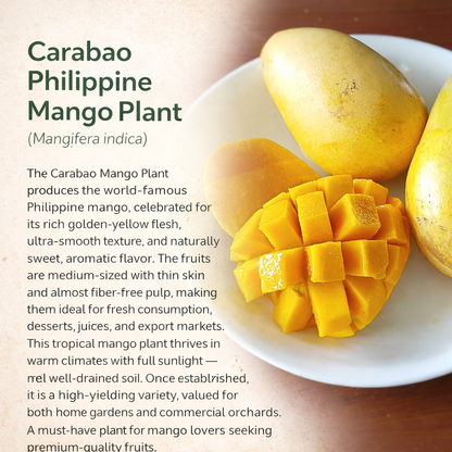 Carabao Philippine Mango Aam Grafted Healthy Fruit Plant