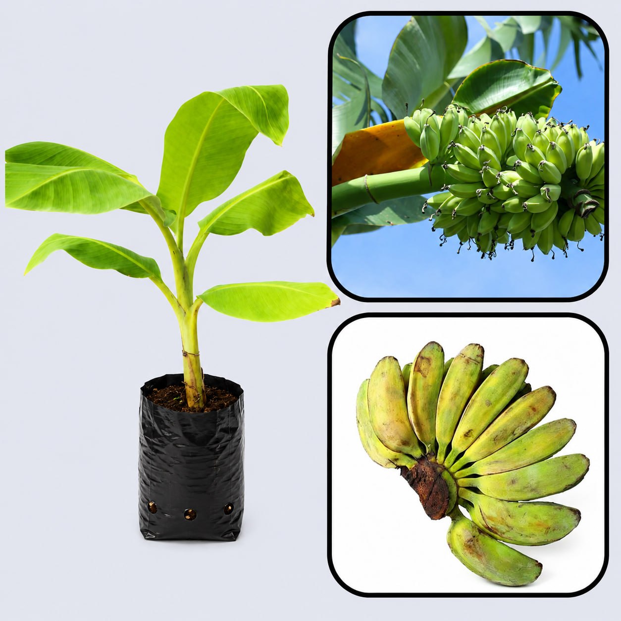 Cardaba Banana Healthy Sweet Tissue Cultured Fruit Plant
