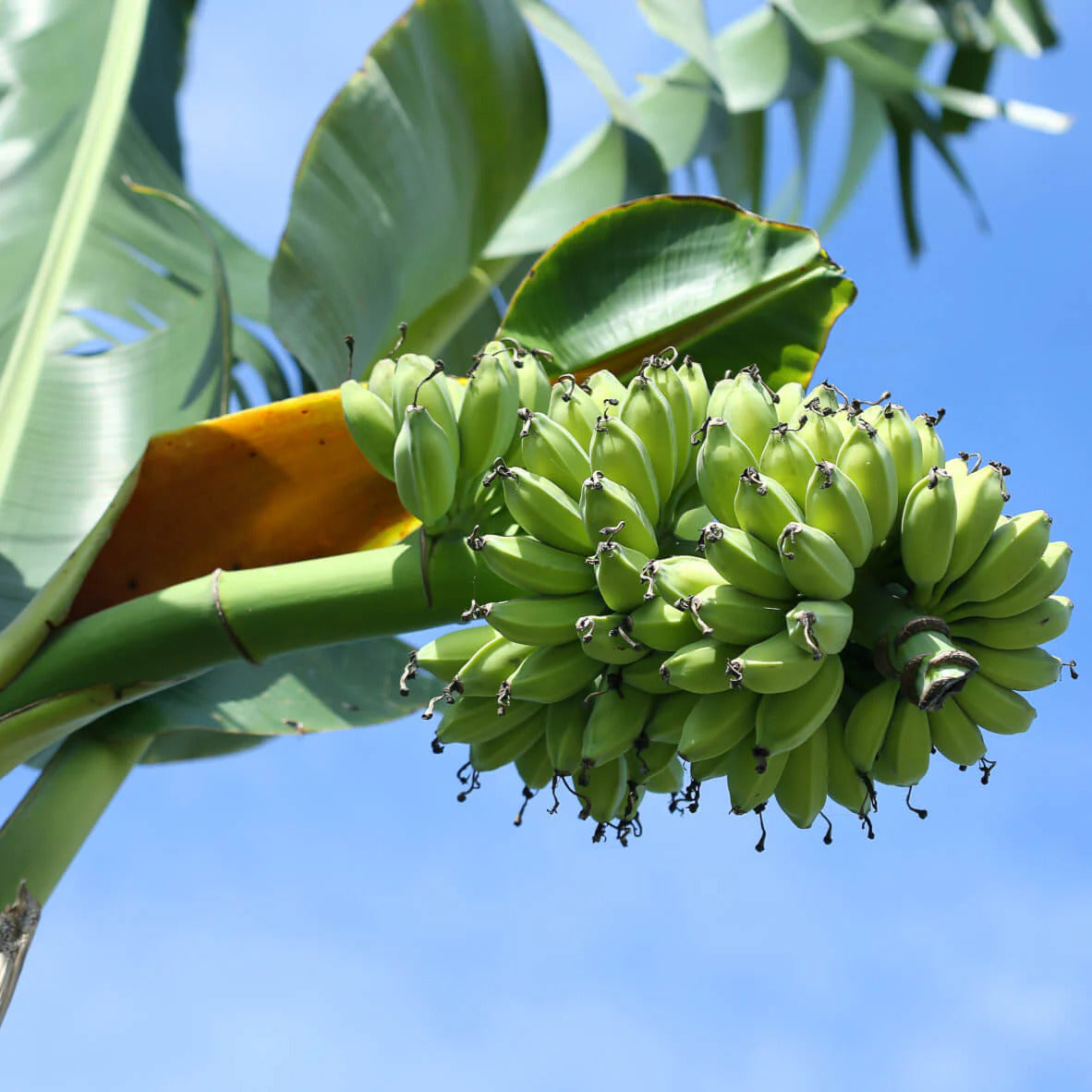 Cardaba Banana Healthy Sweet Tissue Cultured Fruit Plant