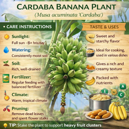 Cardaba Banana Healthy Sweet Tissue Cultured Fruit Plant