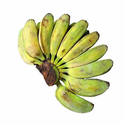 Cardaba Banana Healthy Sweet Tissue Cultured Fruit Plant